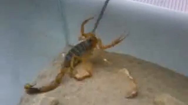 Leiurus quinquestriatus (Death Stalker) смотреть онлайн