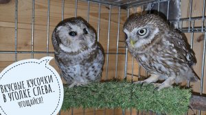 Домовый сыч Лучик пришёл в гости к мохноногому сычу Чучундрию. Осторожно, очень милое видео про сов!