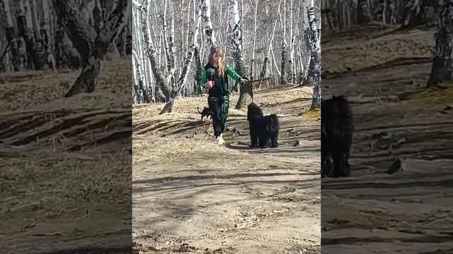 Тибетский Терьер Рис гуляет смотреть онлайн