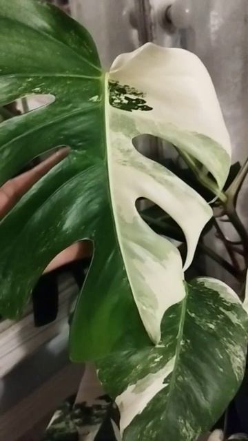 Монстера альба. #жизньвдеревне #цветоводство #монстераальба #монстера #многодетнаясемья смотреть онлайн