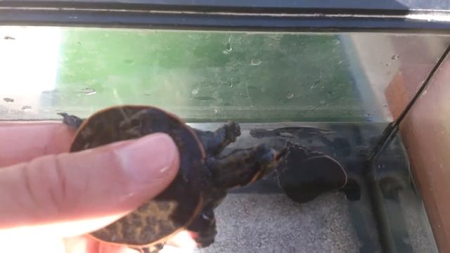 APALONE FEROX смотреть онлайн