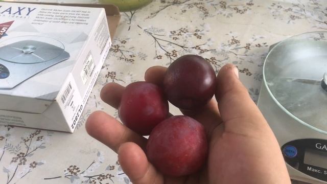 Нектакотум, что за зверь? смотреть онлайн