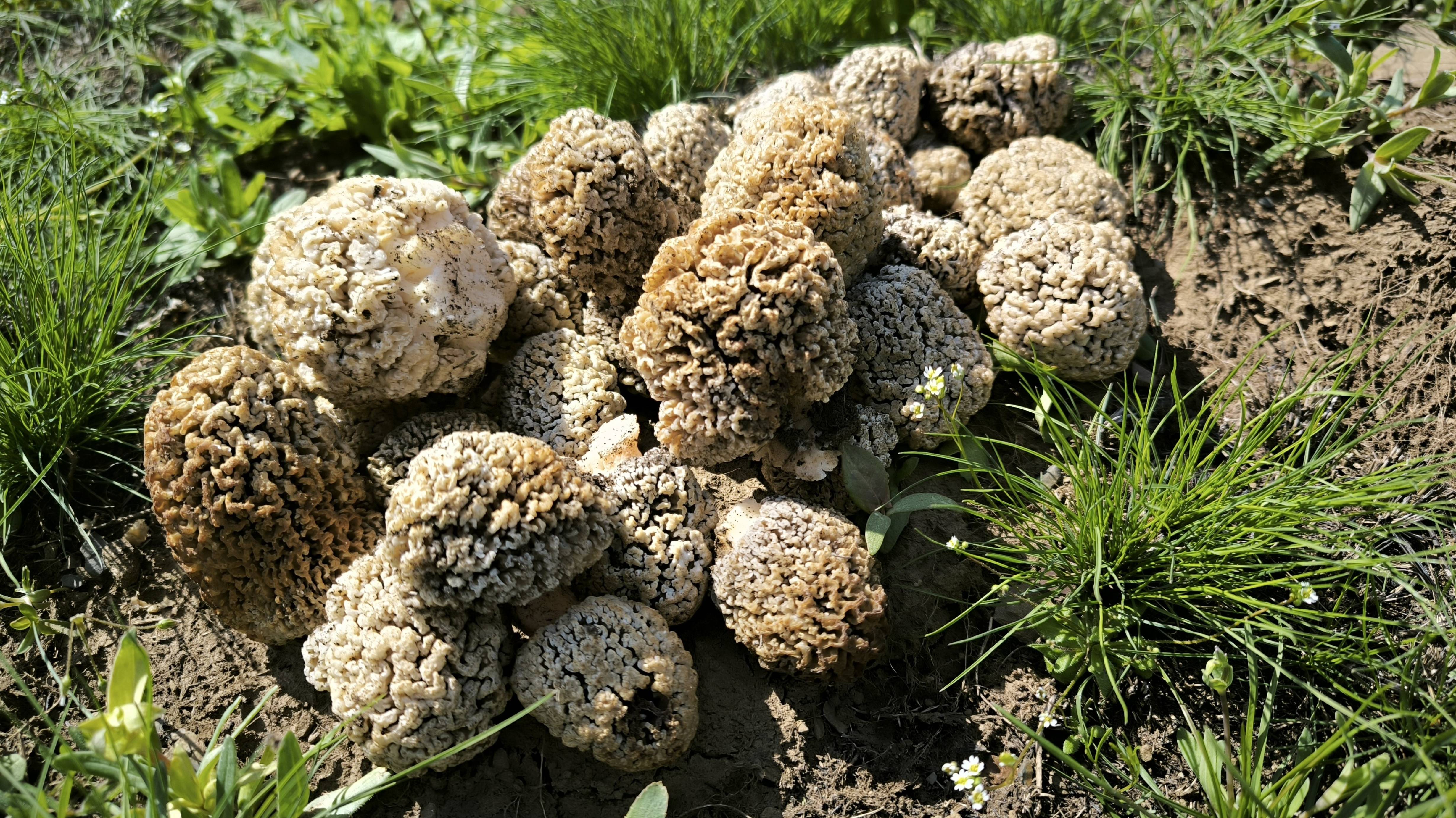 ЭТО НАДО ВИДЕТЬ! СБОР СМОРЧКОВ НА ПОЛЕ. Грибы в апреле 2025. Где искать сморчков и когда?! смотреть онлайн