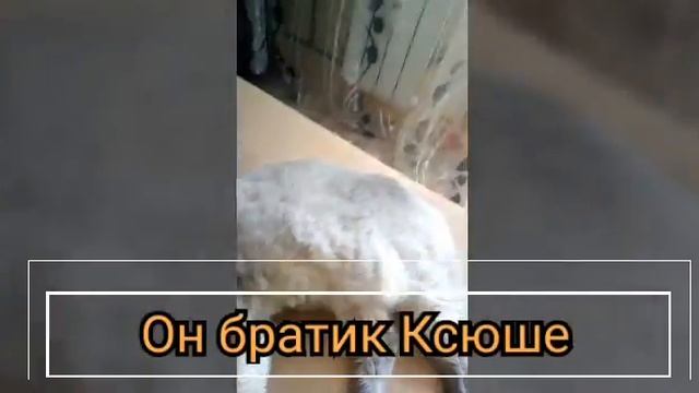 Котики- МОХНАТЫЕ ЖИВОТИКИ😉❤️ смотреть онлайн