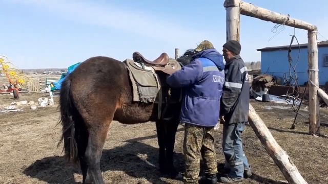 Седловка лошади. Дубль4 смотреть онлайн