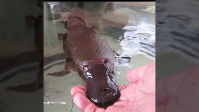 cute platypus playing in water....😊 смотреть онлайн