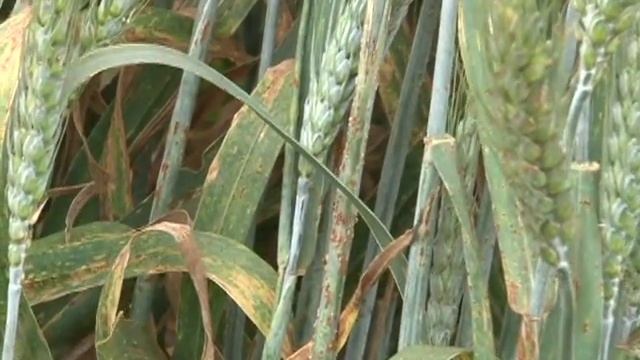 Ug99 stem rust on wheat crops and BGRI's efforts to tame this devastating disease смотреть онлайн