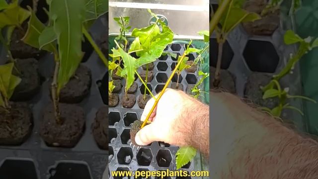 Neem Tree Propagation From Cuttings смотреть онлайн