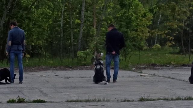 Маламут на ОКД 6 месяцев смотреть онлайн