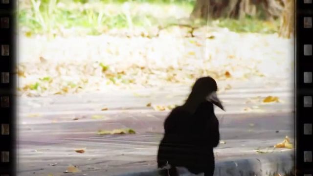 Ukrainian music/Т.Афанасенко "Крук" смотреть онлайн