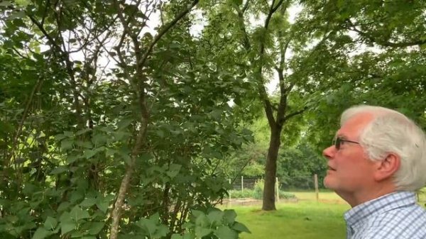 6-INCH Mini Chainsaw - easy to use and does excellent work!