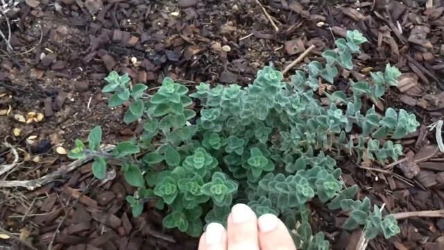 My Prized Origanum Syricacum - Zaatar Plant смотреть онлайн