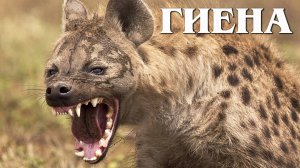 Пятнистая гиена: Главный Санитар Саванны | Интересные факты про пятнистых гиен