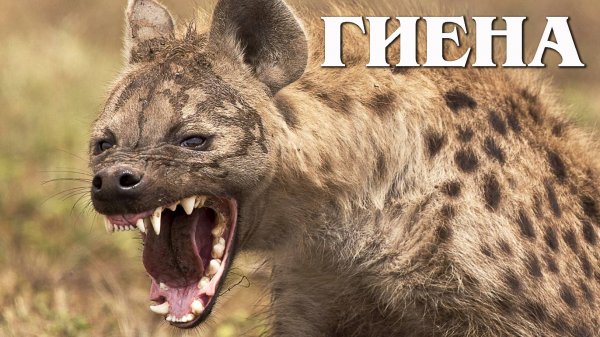 Пятнистая гиена: Главный Санитар Саванны | Интересные факты про пятнистых гиен