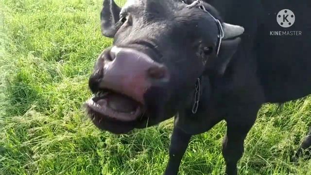 А вы их помните? Наши годовалые бычки🐄🐂🐃!!! Цветёт черешня!!! смотреть онлайн