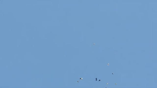 Ижевские, Чистопольские, Бугульминские.2017г. смотреть онлайн