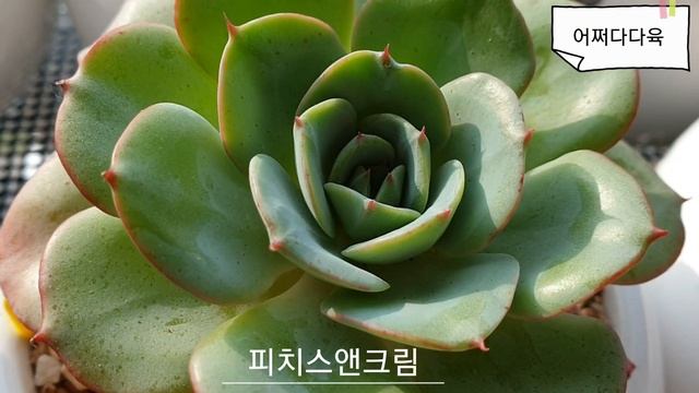 통일감 준 다육들 미모뿜뿜( 물든 러블리로즈, 리틀쨈, 피멍든 롱기시마등등)❣Succulent plant❣多肉植物🌱👍 смотреть онлайн