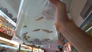 Приехала рыбка и про трубочник в первой части. Будни Аквариумиста.