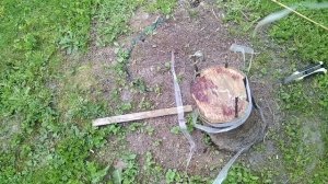 Прошло полтора месяца после прививки на пень яблони, что получилось