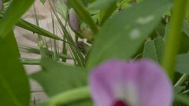 בקייה תרבותית Vicia sativa Горошек посевной смотреть онлайн