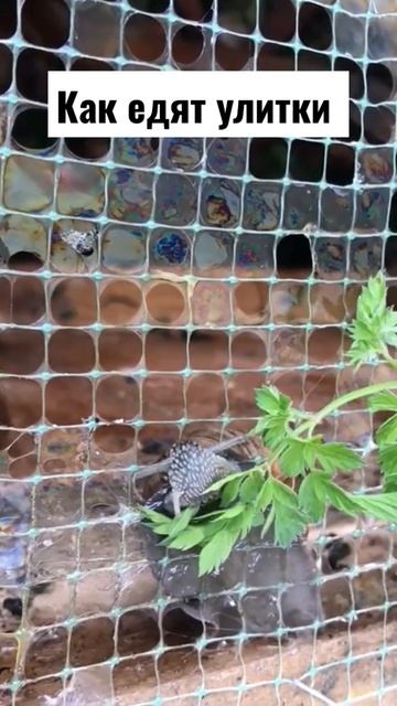 Улитка ест как пулемёт! #Чемкормитьулиток смотреть онлайн