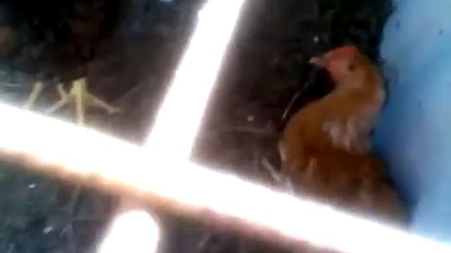 Кукуку смотреть онлайн