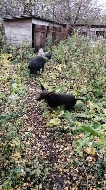 Курцхаар по кабану.
