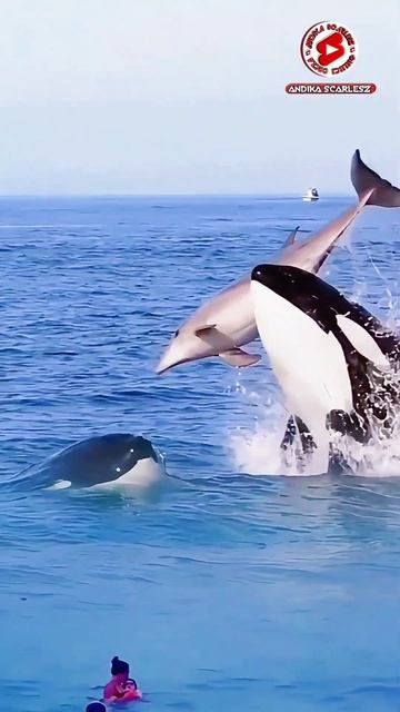 Two orca whales attack dolphin смотреть онлайн