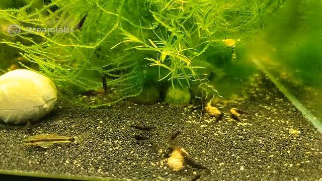 Thirsty Thursday, shrimp drink free смотреть онлайн