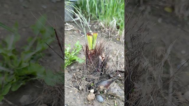 il faut sauver le palmier ryan...... смотреть онлайн