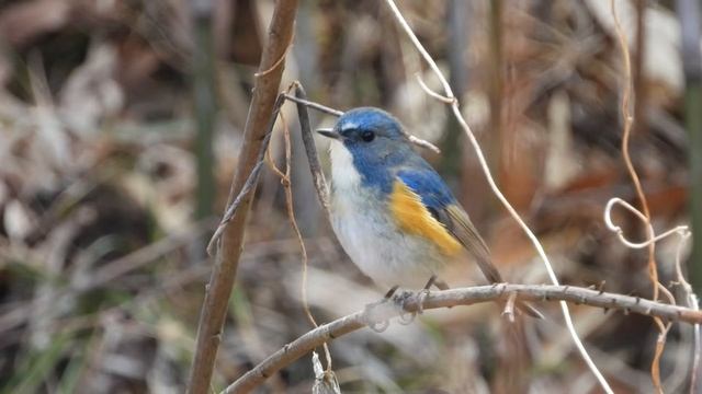 2022 Wild bird野鳥(N0-34)4Kルリビタキ♂Tarsiger cyanurus♂2 смотреть онлайн
