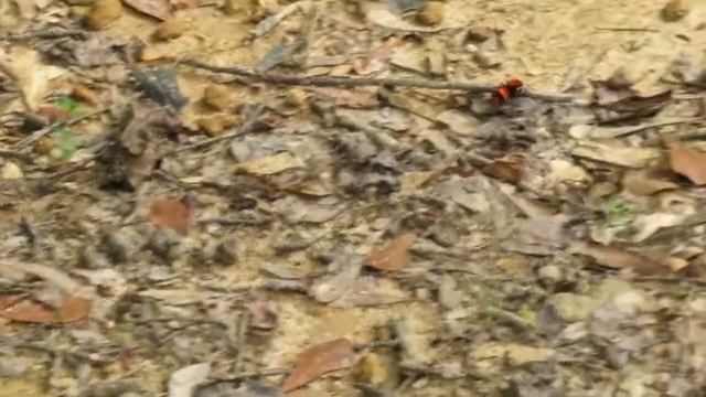 Prowling Red Velvet Ant смотреть онлайн