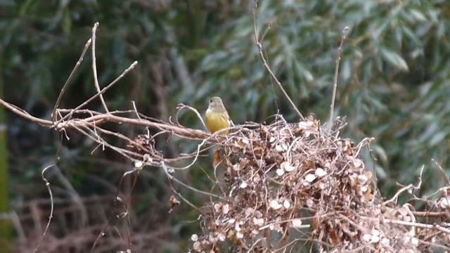 樹木の上で実を食べるアオジ Emberiza spodocephala смотреть онлайн