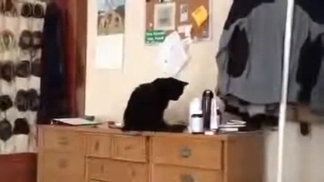 Полный мега ржач черный кот у меня такой гавнюк приколы с животными 2014 июнь июль угар лучшие смотреть онлайн