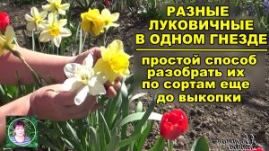 Как разобрать тюльпаны и нарциссы  в одном гнезде по сортам еще во время цветения