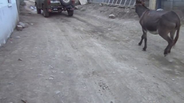 поехали осел смотреть онлайн