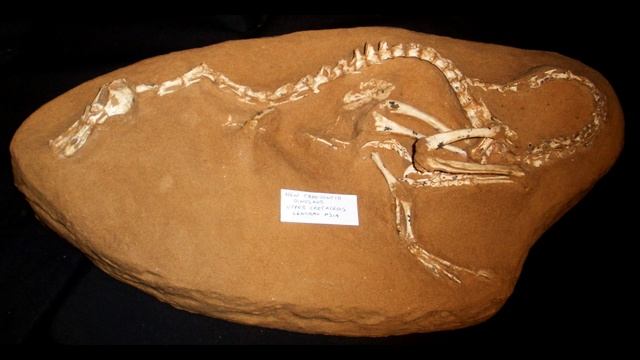 Halszkaraptor - Wodny dino-kaczor смотреть онлайн