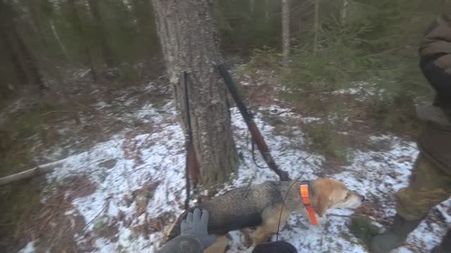 РГ Побудка (Стрелка) (2 года 8 месяцев) ВПКОС 7132/24. Охота на зайца беляка. Удачный охотничий день
