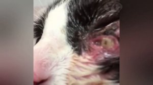 Big Botfly Removal From Animals