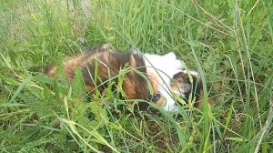 Кошка радуется весенним денькам