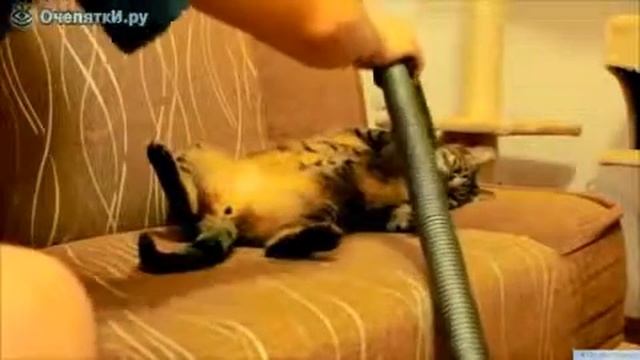 Странный кот и пылесос смотреть онлайн