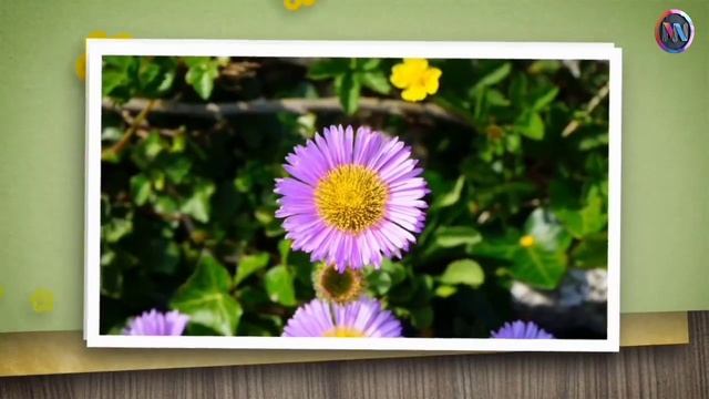 Video Editing Course Demo Class Urdu/Hindi | Best Video Editing Software's