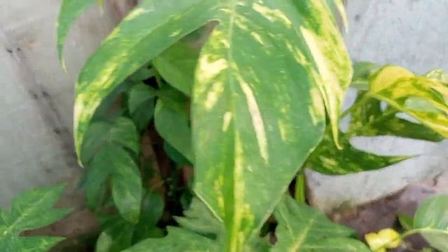 FLEXING MY EPIPREMNUM PINNATUM PLANTS смотреть онлайн