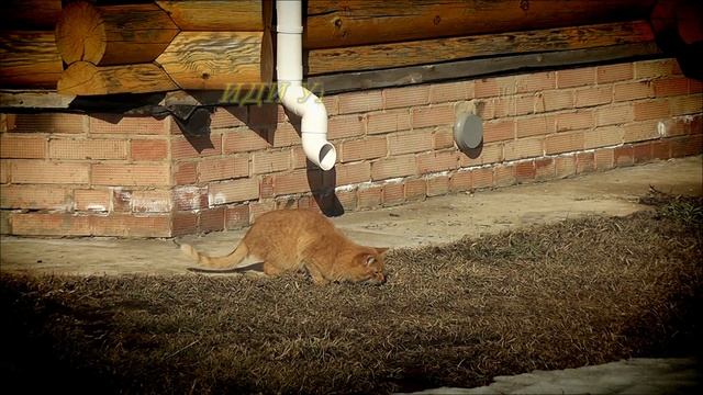 Правила...из жизни котов... смотреть онлайн