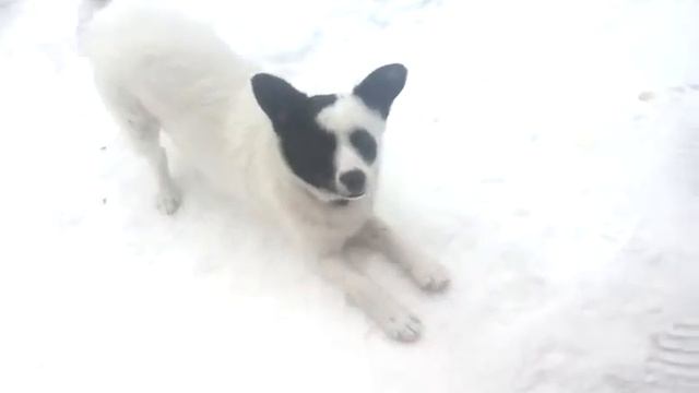 Как хорошо иметь собаку смотреть онлайн