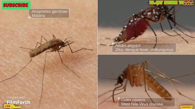 mosquitoes ''The most dangerous insects to humans'' смотреть онлайн