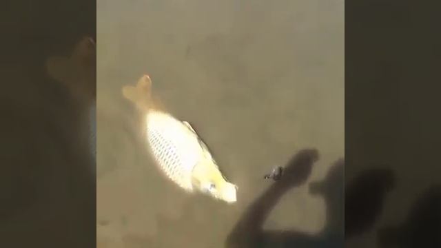 fishing 22 kg sazan Охота и рыбалка балик ови Baliq ovi oxota i ribalka смотреть онлайн