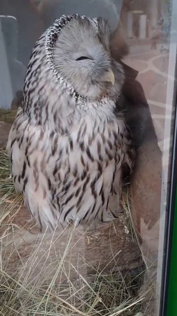#питер #совушка #сова #зоопарк Зоопарк Санкт-Петербурга смотреть онлайн