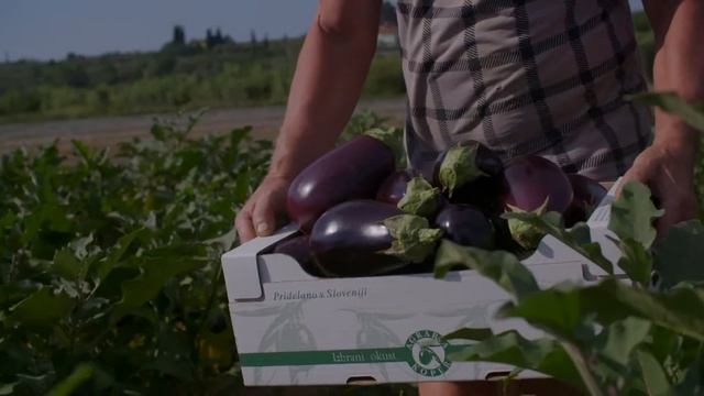 KMETIJSKA ZADRUGA AGRARIA KOPER, NAJBOLJŠE IZ ISTRE смотреть онлайн