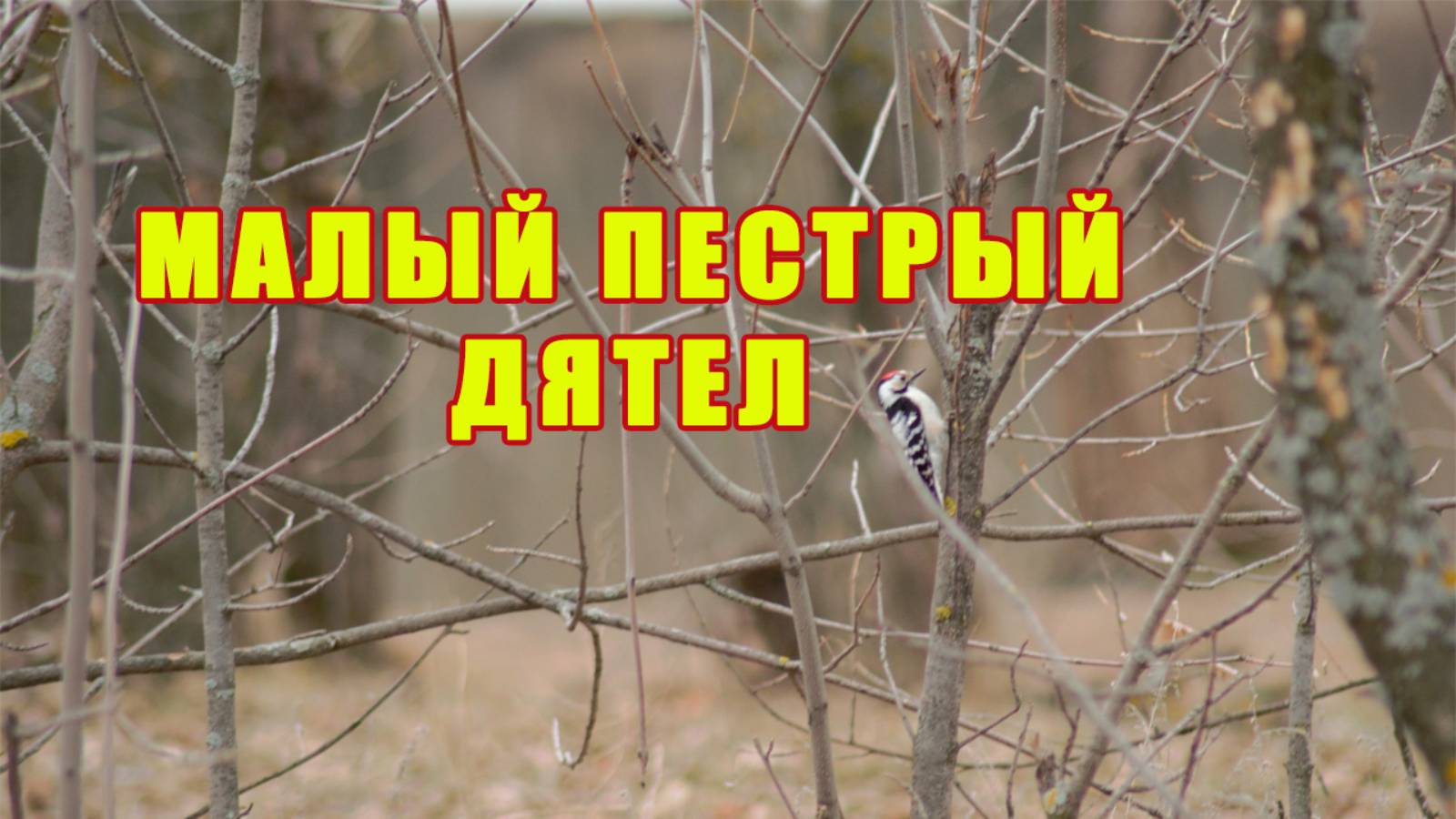 Малый пестрый дятел. Самец и самка дятла. Птицы России. Стук (звук) дятлов в лесу на дереве. смотреть онлайн